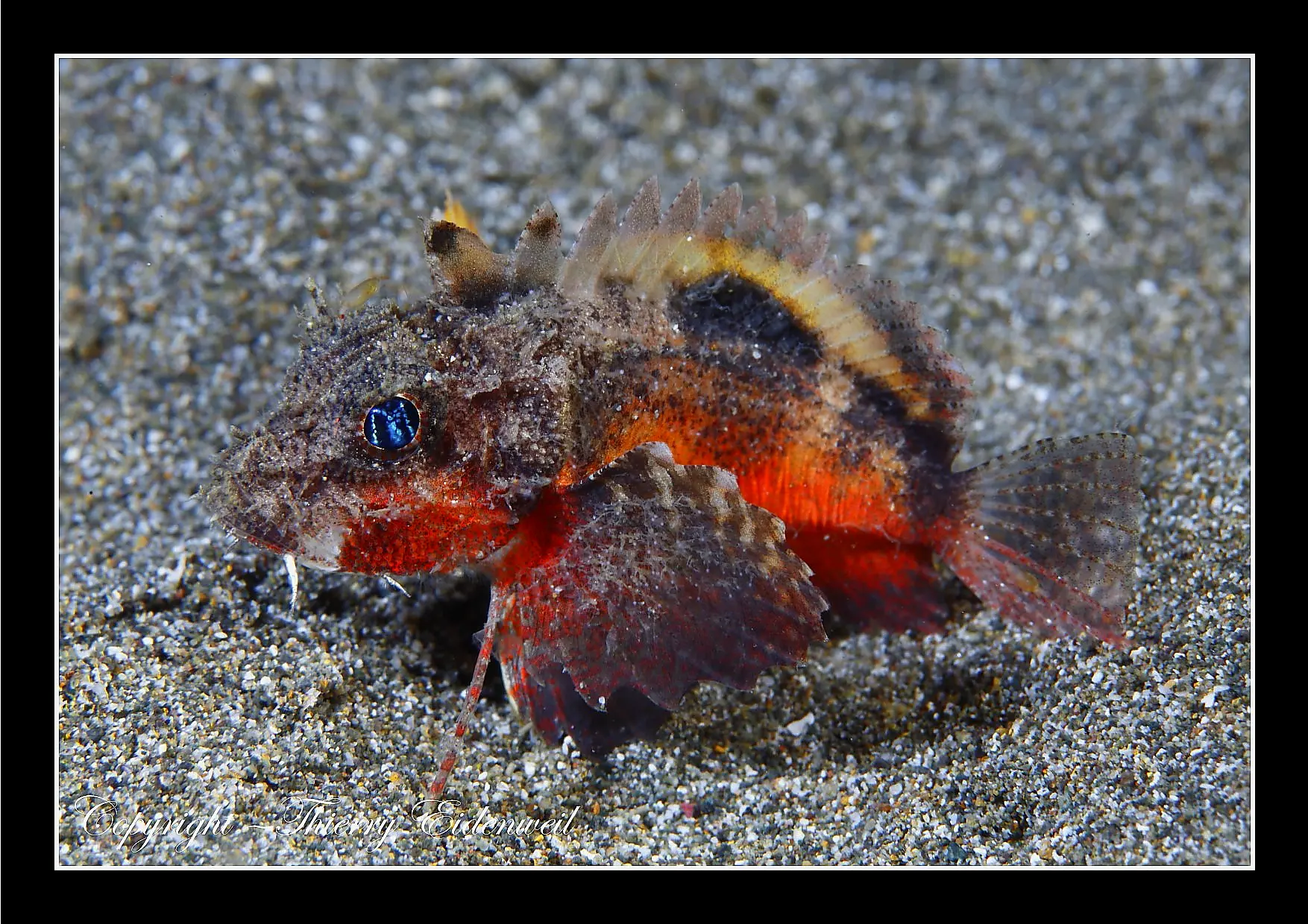 Anilao Macro Dive Media Highlight